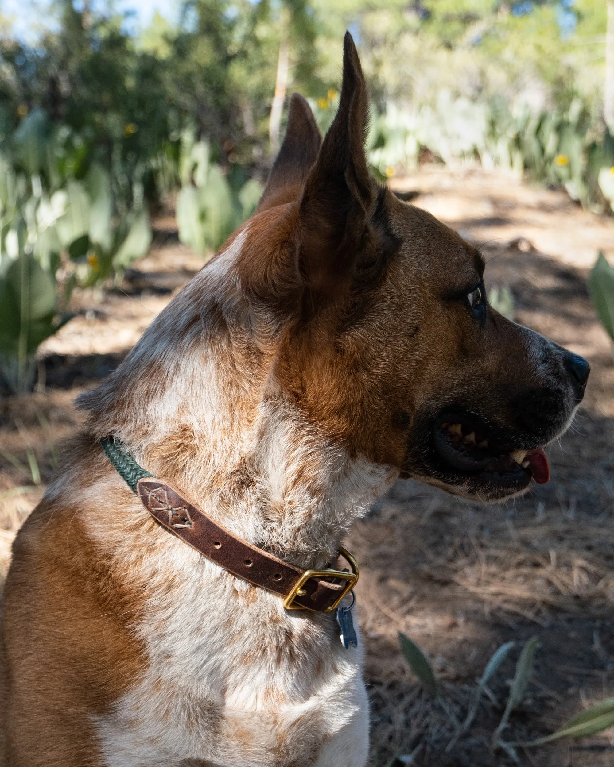The Daily Adventure Collar